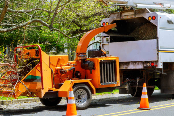 Best Tree Disease Treatment  in Marathon, FL