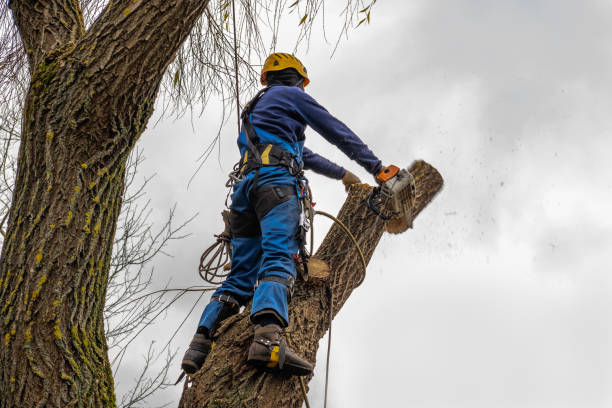 Best Firewood Processing and Delivery  in Marathon, FL