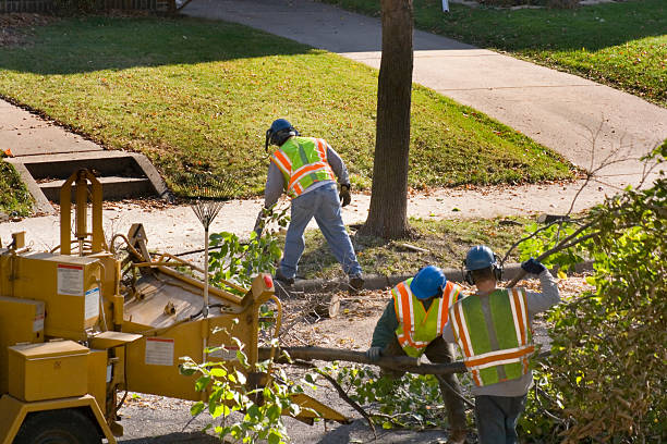 How Our Tree Care Process Works  in  Marathon, FL